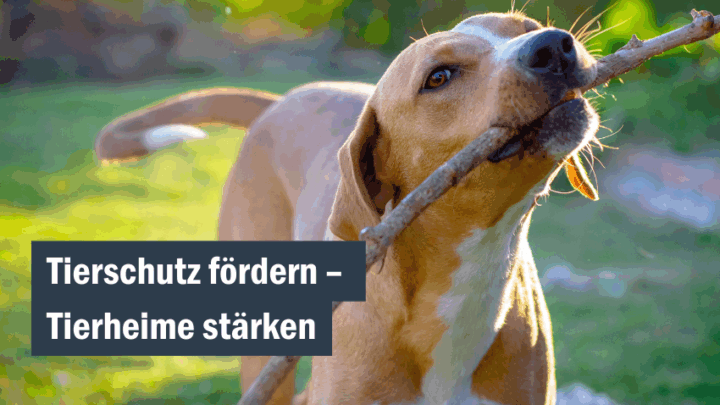 Ein Herz und Heim für Tiere in Nordrhein-Westfalen