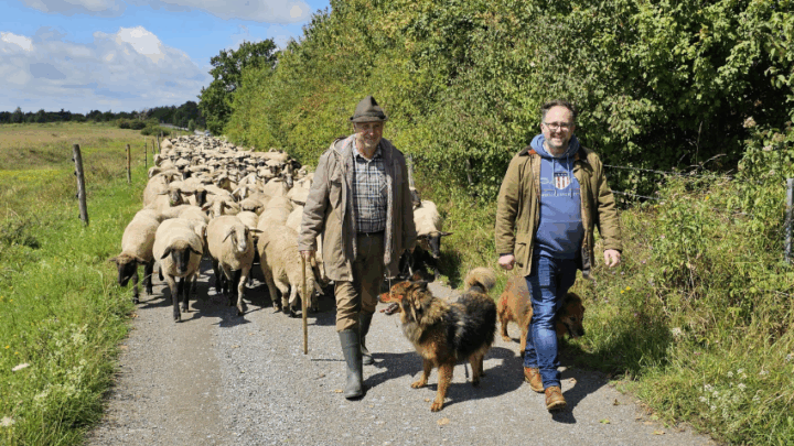 Besuch bei Schäferei Linsmann in Garbeck