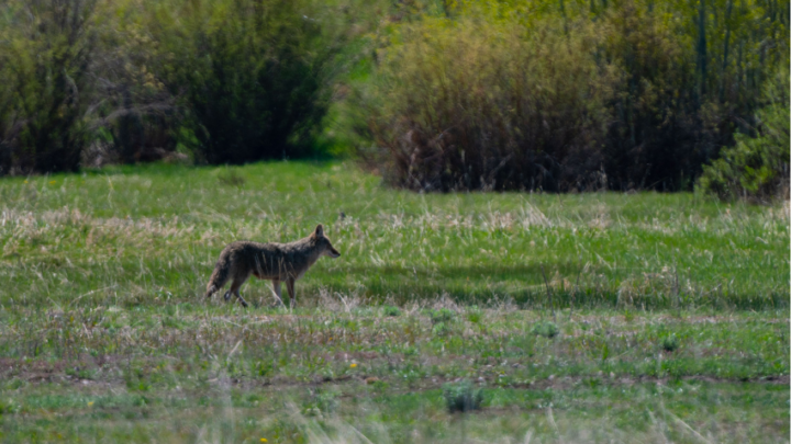 Wolf im Jagdrecht