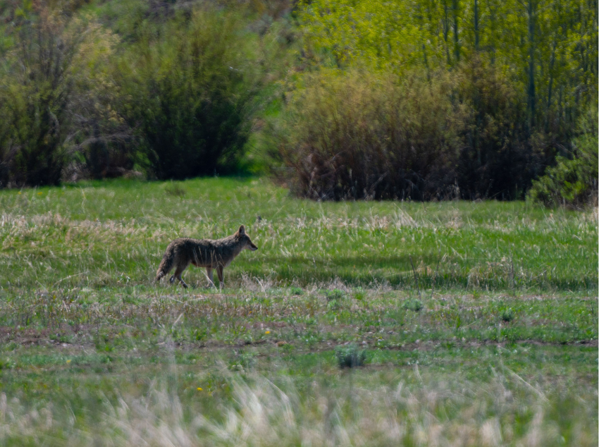 You are currently viewing Wolf im Jagdrecht